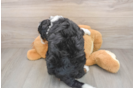 Mini Bernedoodle Puppy for Adoption