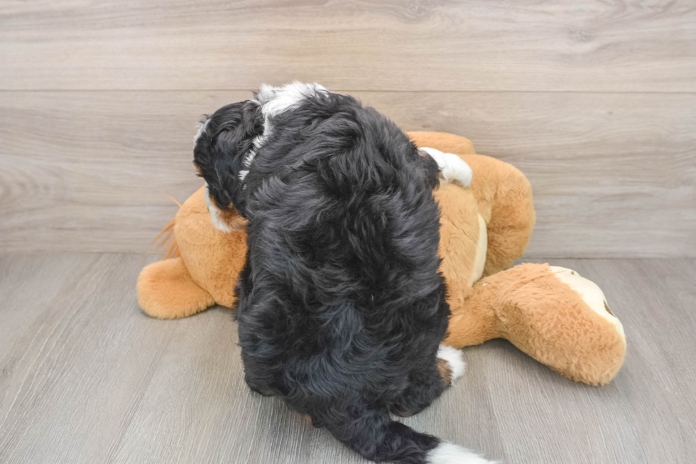 Mini Bernedoodle Puppy for Adoption