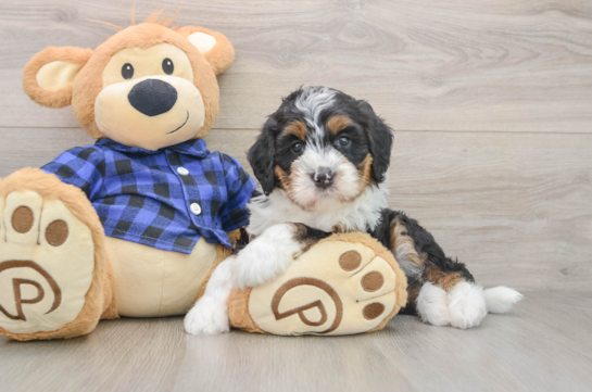 Mini Bernedoodle Puppy for Adoption