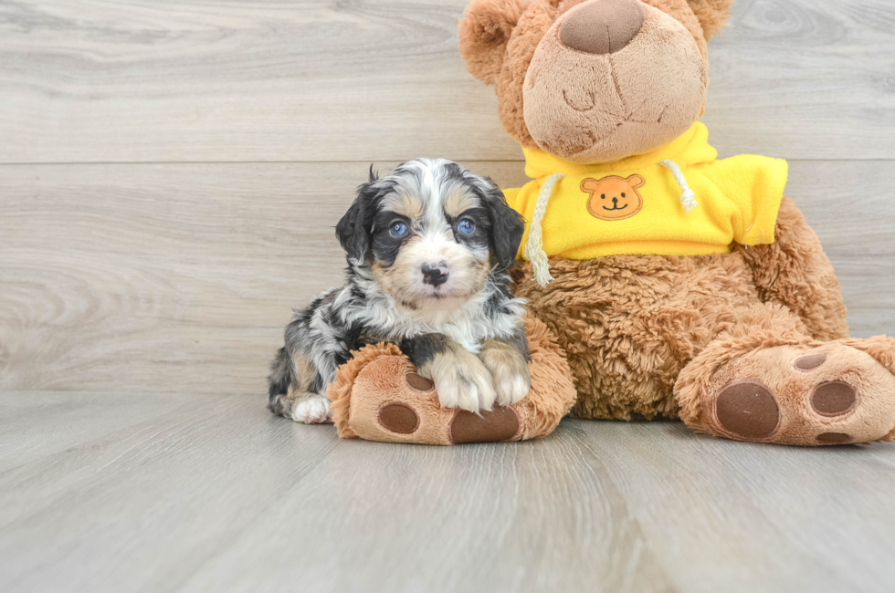 5 week old Mini Bernedoodle Puppy For Sale - Florida Fur Babies