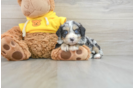 Mini Bernedoodle Pup Being Cute