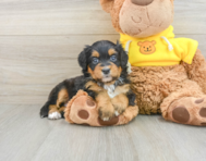 6 week old Mini Bernedoodle Puppy For Sale - Florida Fur Babies