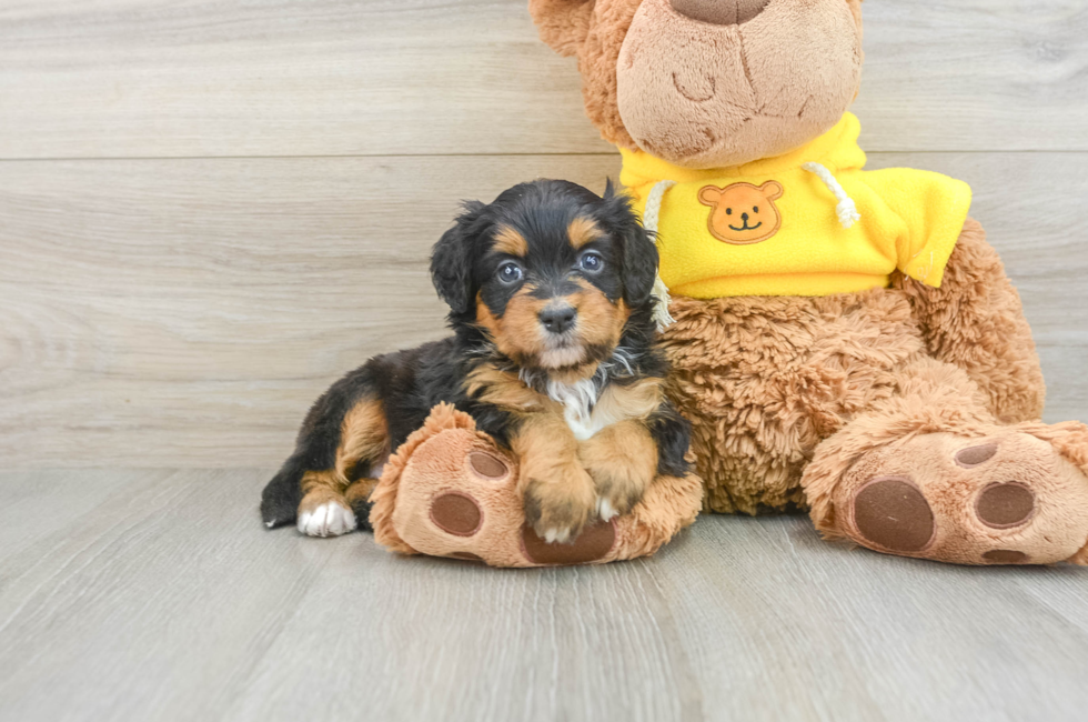 5 week old Mini Bernedoodle Puppy For Sale - Florida Fur Babies