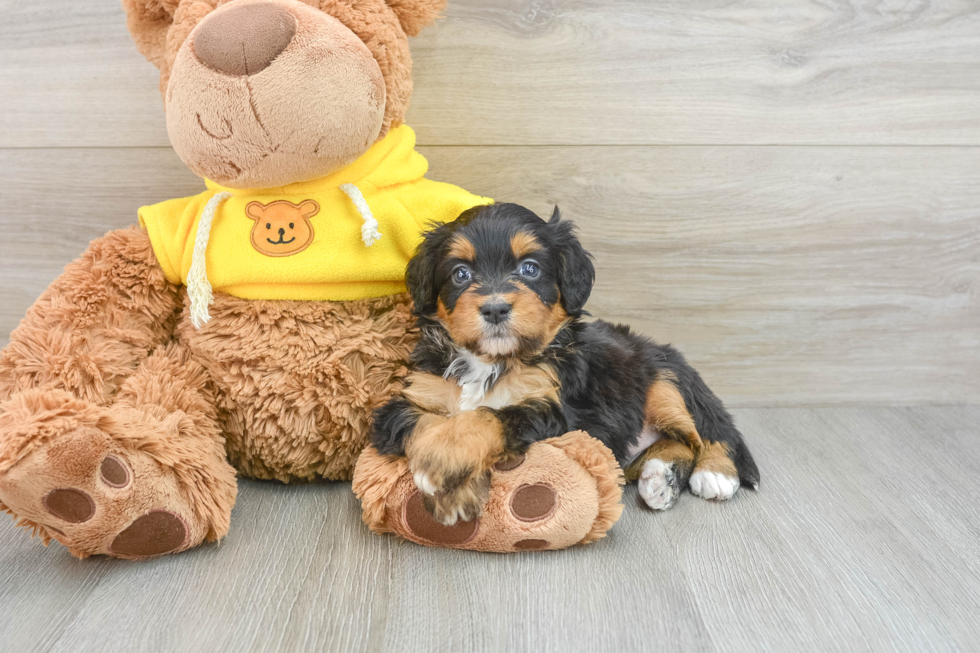 Best Mini Bernedoodle Baby