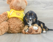 8 week old Mini Bernedoodle Puppy For Sale - Florida Fur Babies