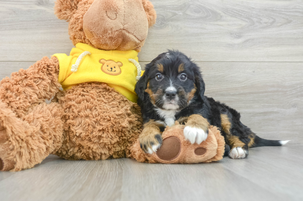 8 week old Mini Bernedoodle Puppy For Sale - Florida Fur Babies