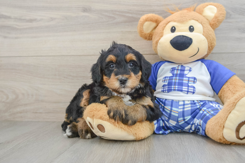 6 week old Mini Bernedoodle Puppy For Sale - Florida Fur Babies