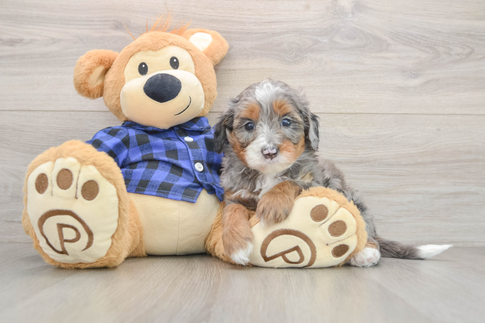 Mini Bernedoodle Puppy for Adoption