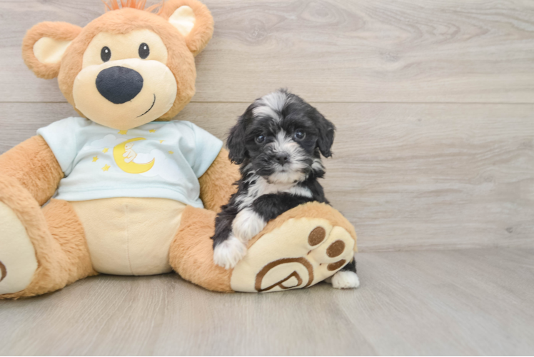 Best Mini Bernedoodle Baby