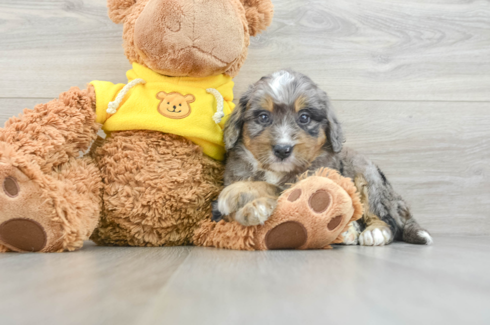 8 week old Mini Bernedoodle Puppy For Sale - Florida Fur Babies