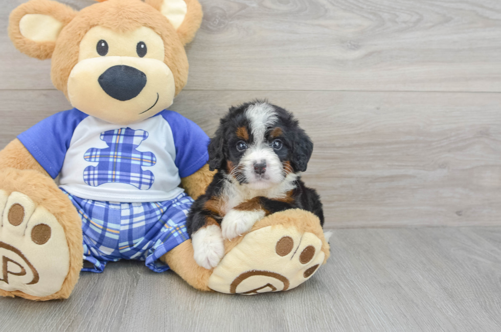 6 week old Mini Bernedoodle Puppy For Sale - Florida Fur Babies