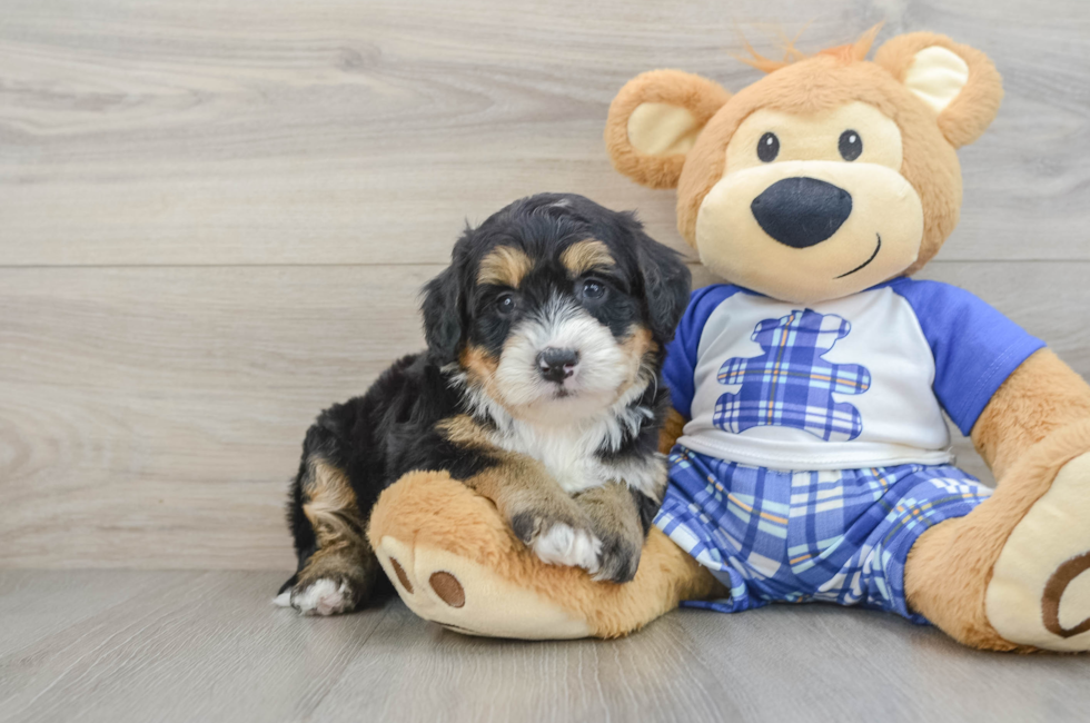 6 week old Mini Bernedoodle Puppy For Sale - Florida Fur Babies