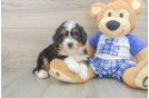 Fluffy Mini Bernedoodle Poodle Mix Pup