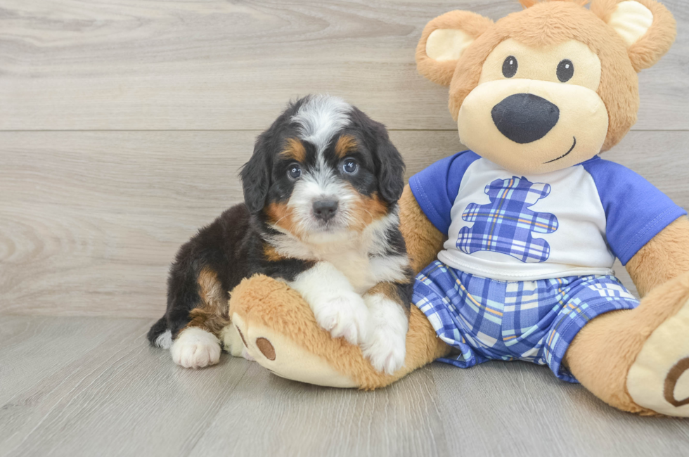 5 week old Mini Bernedoodle Puppy For Sale - Florida Fur Babies