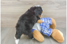 Mini Bernedoodle Puppy for Adoption