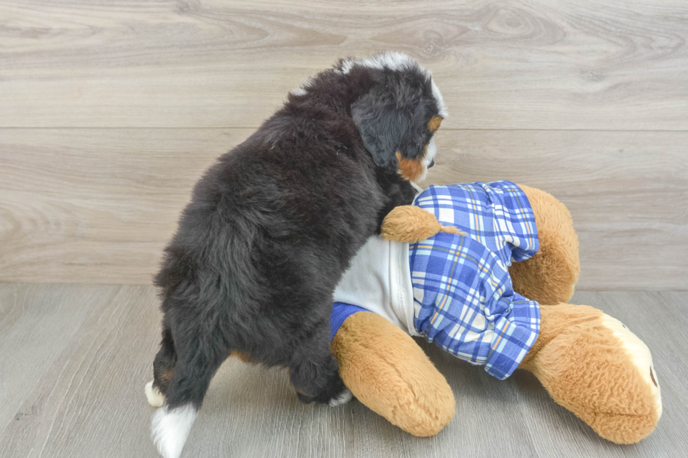 Mini Bernedoodle Puppy for Adoption