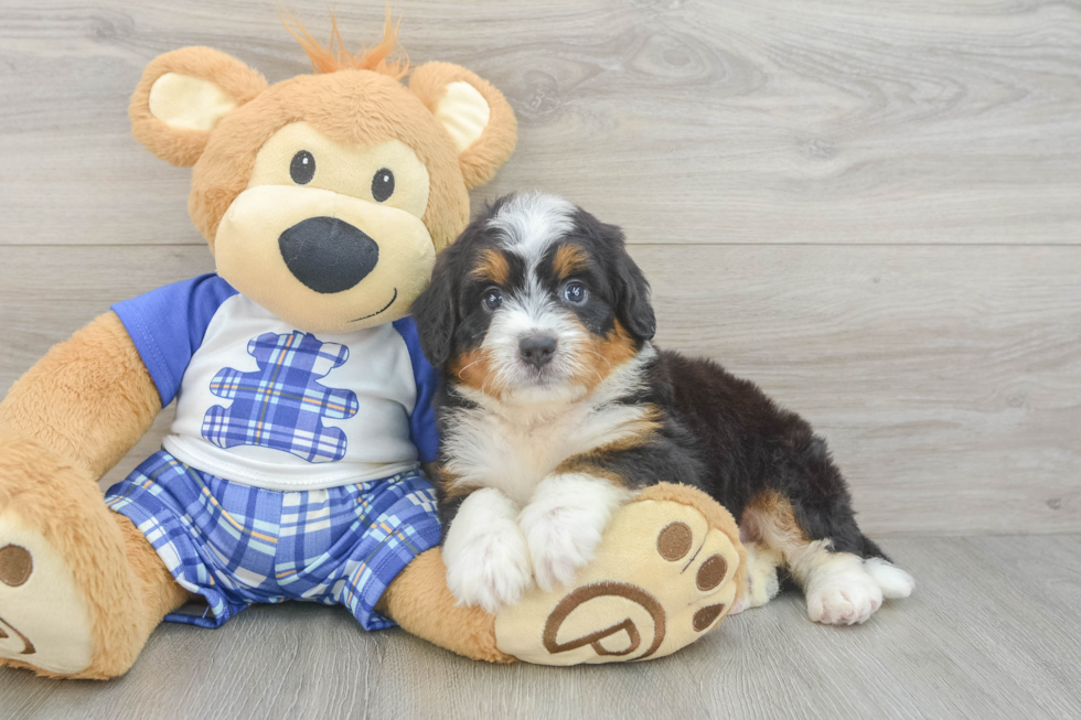Friendly Mini Bernedoodle Baby