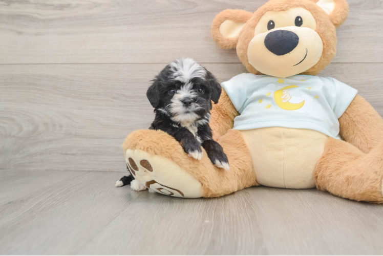 Adorable Mini Bernepoo Poodle Mix Puppy