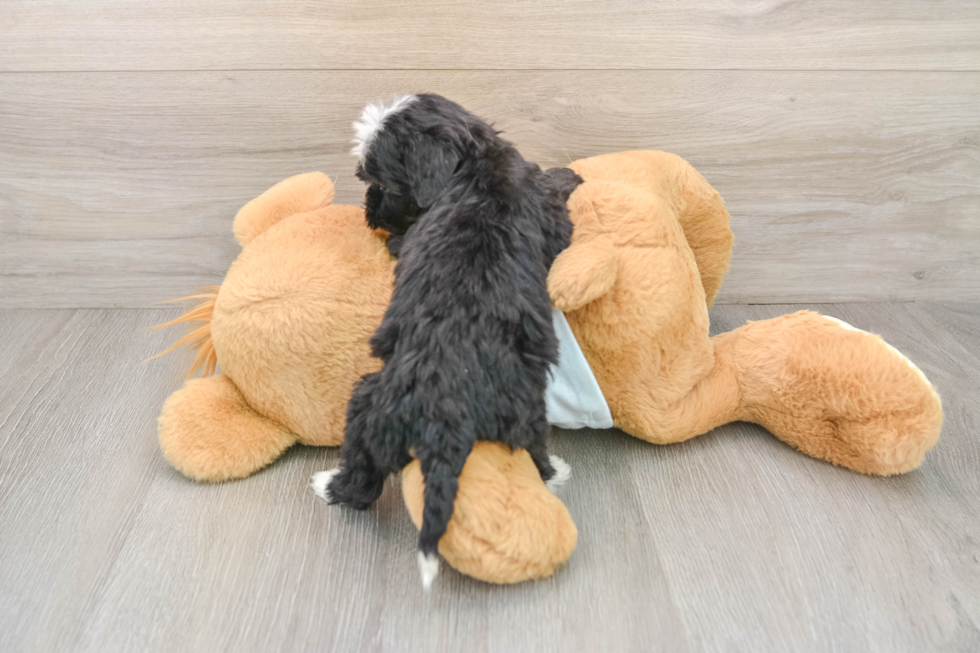 Mini Bernedoodle Pup Being Cute