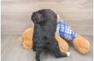 Best Mini Bernedoodle Baby