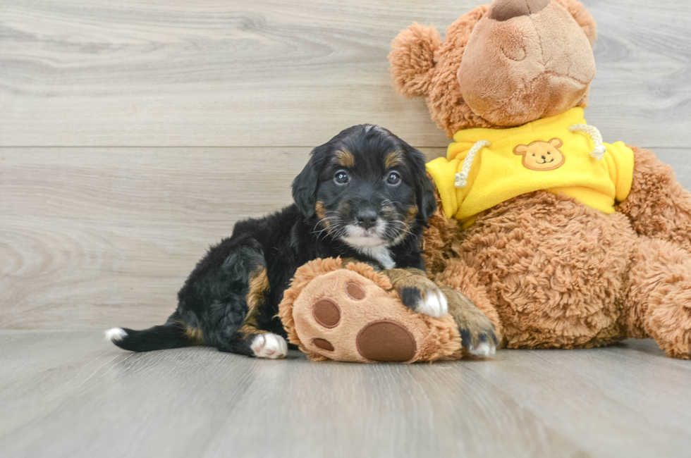 8 week old Mini Bernedoodle Puppy For Sale - Florida Fur Babies