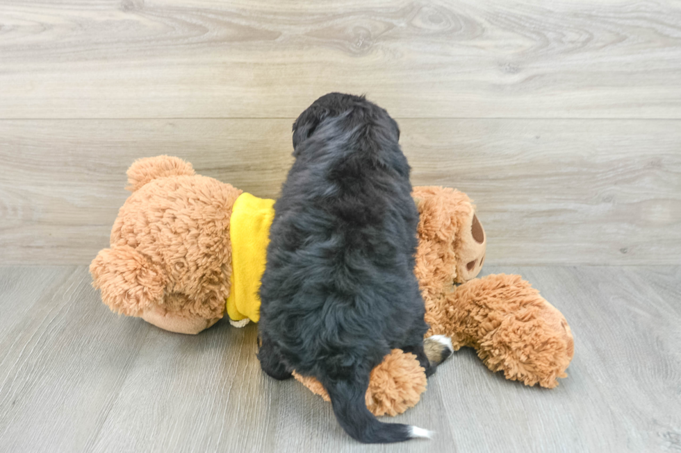 Best Mini Bernedoodle Baby