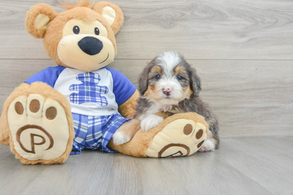 Funny Mini Bernedoodle Poodle Mix Pup