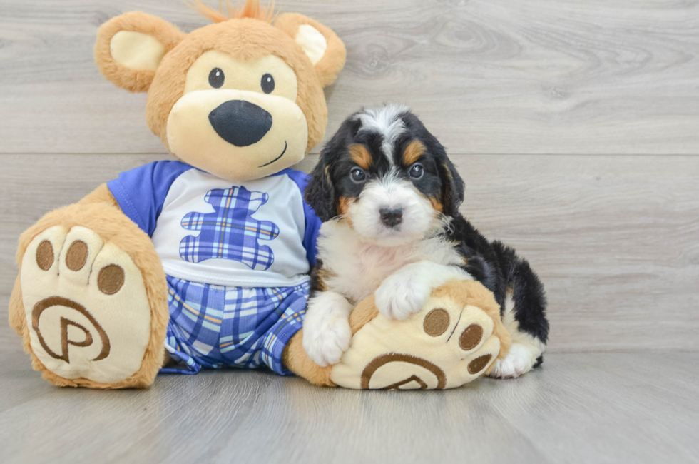 6 week old Mini Bernedoodle Puppy For Sale - Florida Fur Babies