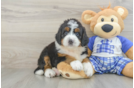 Smart Mini Bernedoodle Poodle Mix Pup