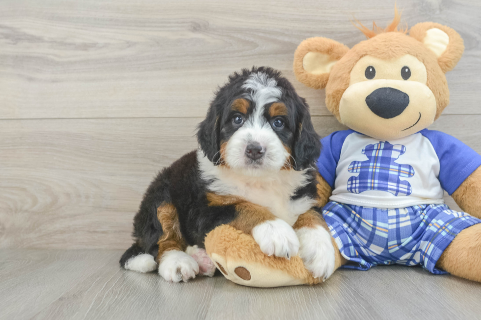 Smart Mini Bernedoodle Poodle Mix Pup