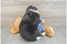 Best Mini Bernedoodle Baby