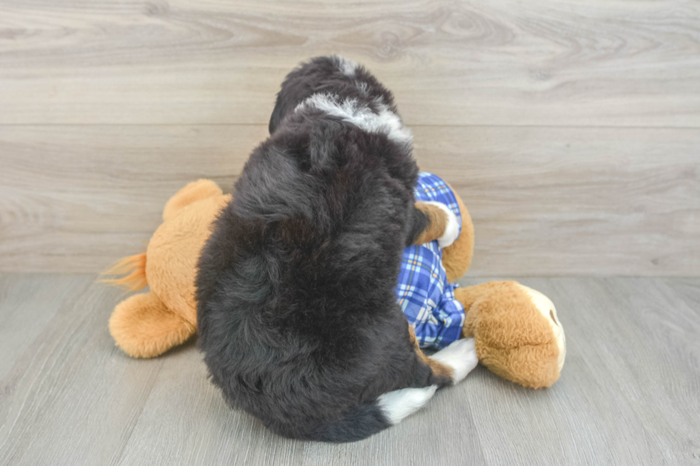 Best Mini Bernedoodle Baby