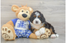 Mini Bernedoodle Puppy for Adoption