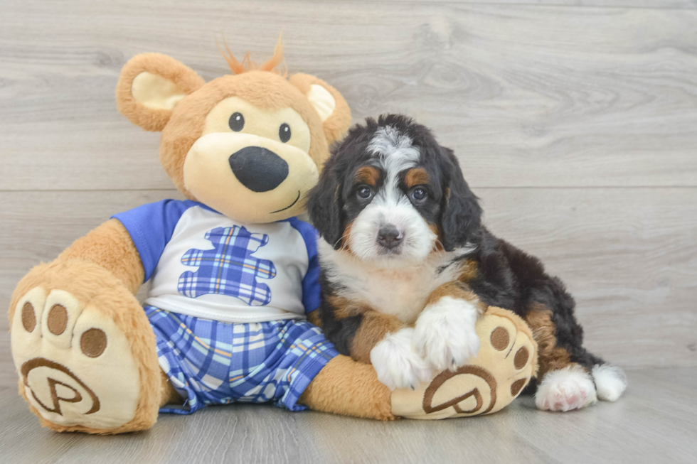 Mini Bernedoodle Puppy for Adoption