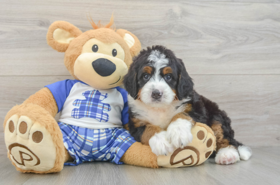 5 week old Mini Bernedoodle Puppy For Sale - Florida Fur Babies