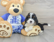 7 week old Mini Bernedoodle Puppy For Sale - Florida Fur Babies