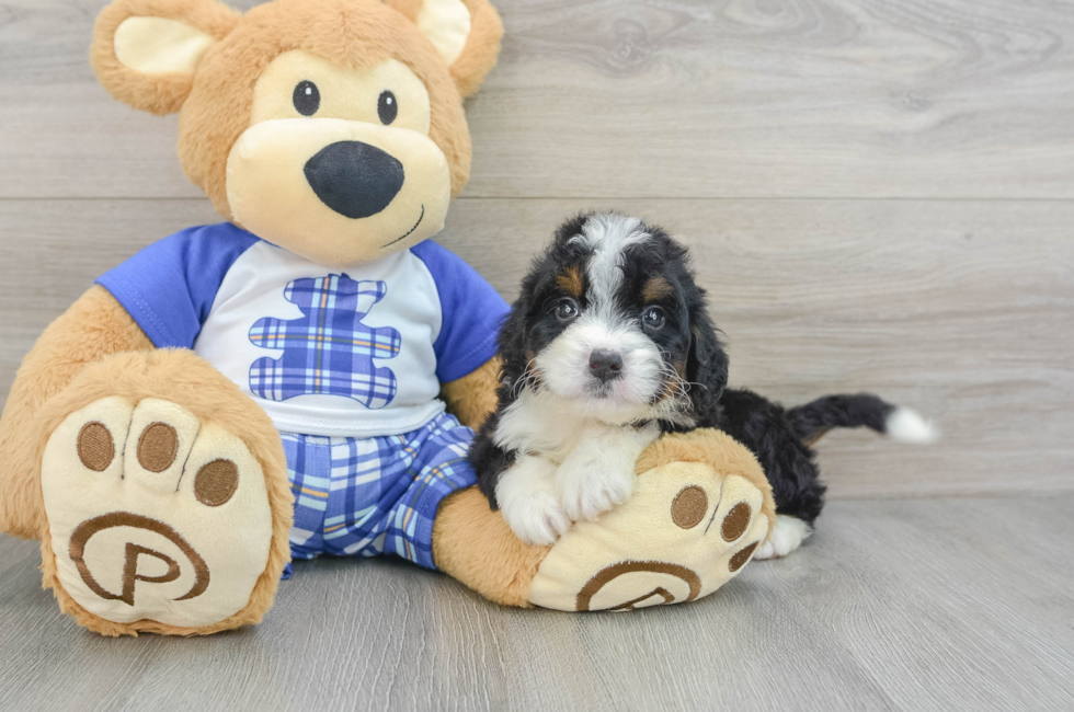 6 week old Mini Bernedoodle Puppy For Sale - Florida Fur Babies