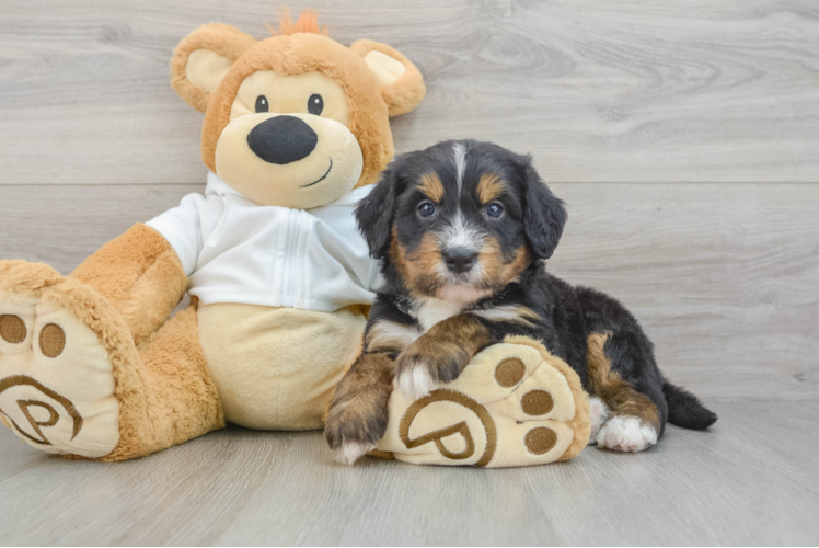 Happy Mini Bernedoodle Baby