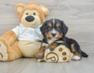 6 week old Mini Bernedoodle Puppy For Sale - Florida Fur Babies