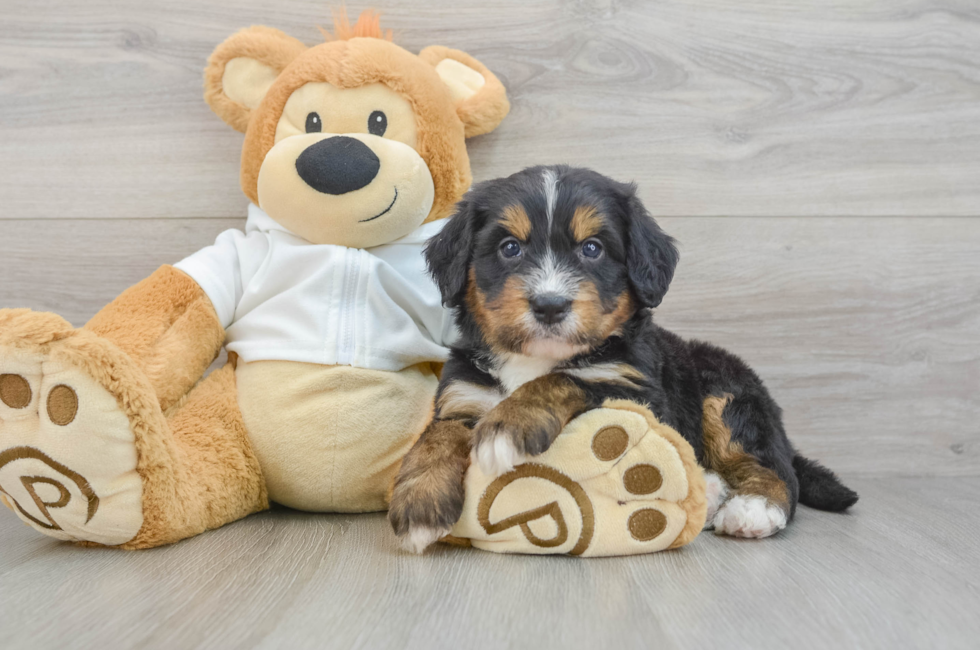 5 week old Mini Bernedoodle Puppy For Sale - Florida Fur Babies