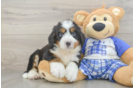 Playful Mini Bernesepoo Poodle Mix Puppy