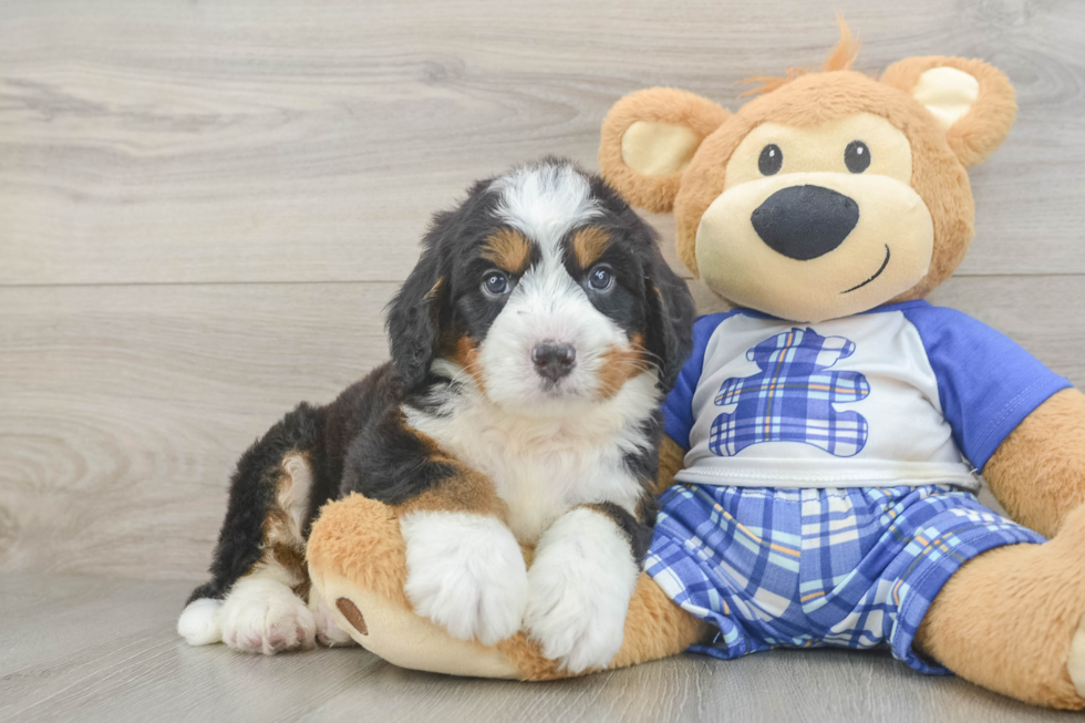 Playful Mini Bernesepoo Poodle Mix Puppy