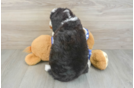 Hypoallergenic Bernadoodle Poodle Mix Puppy