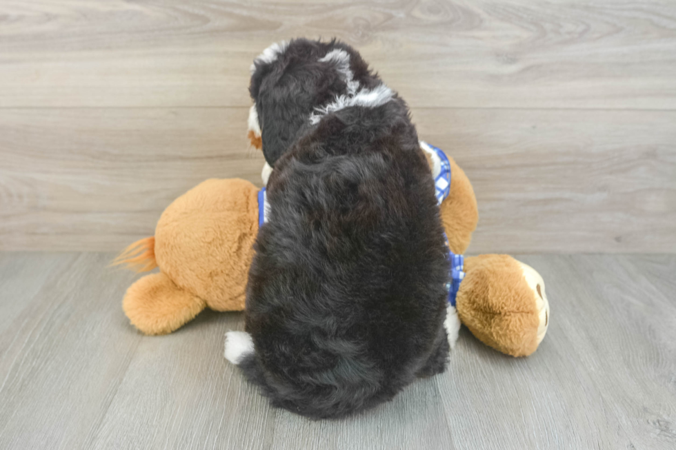 Hypoallergenic Bernadoodle Poodle Mix Puppy