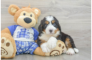 Happy Mini Bernedoodle Baby