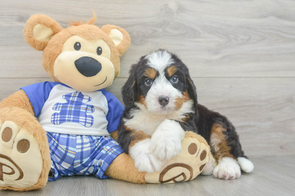 5 week old Mini Bernedoodle Puppy For Sale - Florida Fur Babies