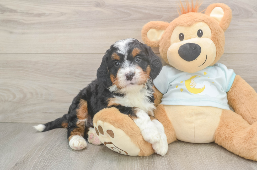 5 week old Mini Bernedoodle Puppy For Sale - Florida Fur Babies
