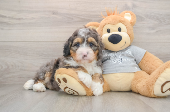 Smart Mini Bernedoodle Poodle Mix Pup