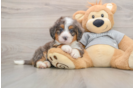 Mini Bernedoodle Puppy for Adoption
