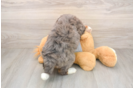 Sweet Mini Bernedoodle Baby